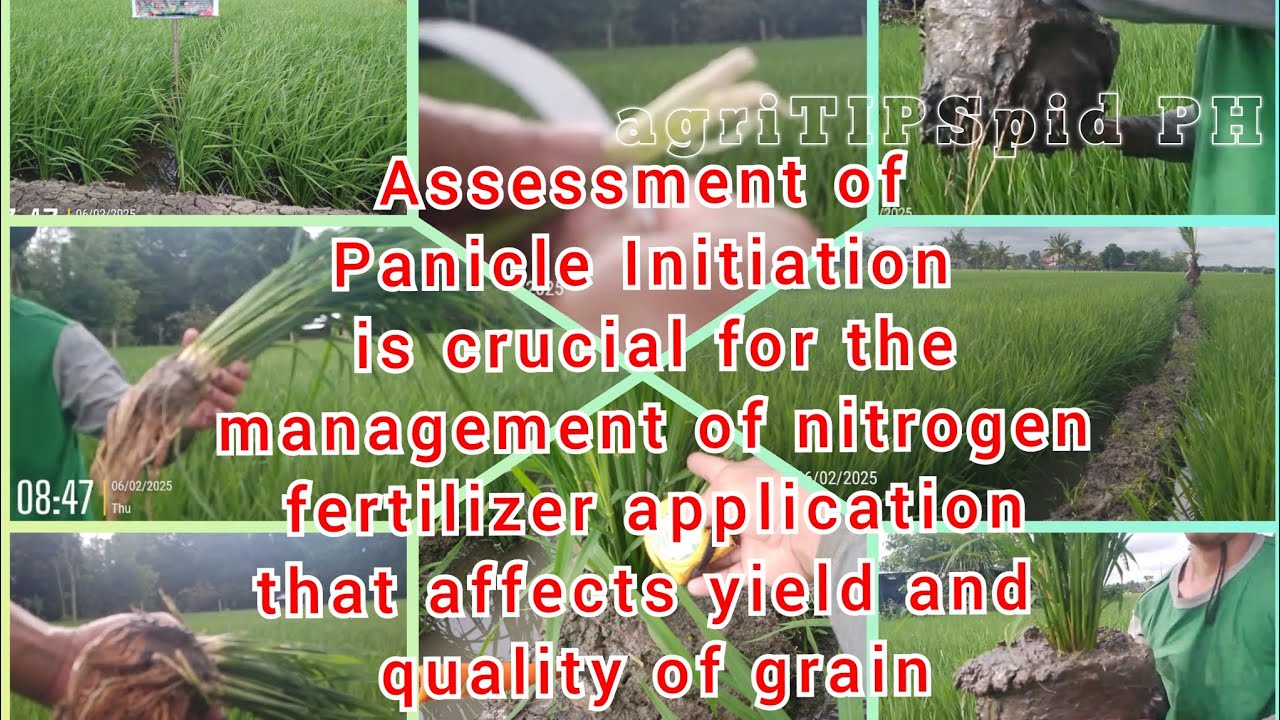 Panicle Initiation| Determined via Green Ring, Internode-Elongation ...