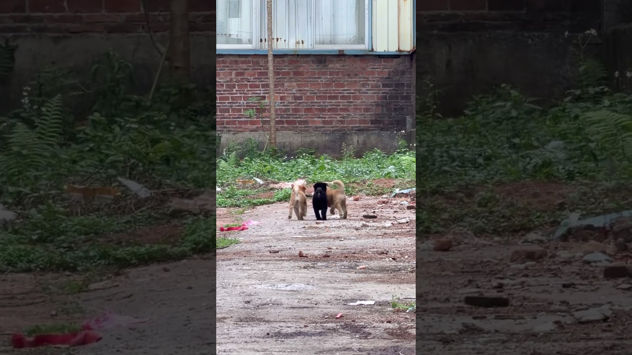 一緒に遊びましょう #pets #cute #ペキ柴