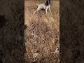 pointer muestra y respeto al vuelo. #pointer #cachorro #perrosdecaza #caza #الصيد