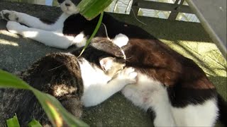 川沿いを進んでいったら衝撃の光景がwww