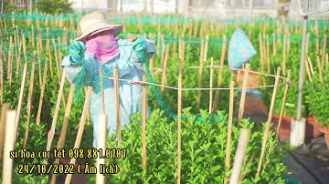 SỈ BÔNG CÚC ĐẠI ĐÓA | VIDEO 6 | ( 24/10 âm lịch )-(Mùa BôngTết 2023)Kim Dinh|Bà Rịa-VũngTàu