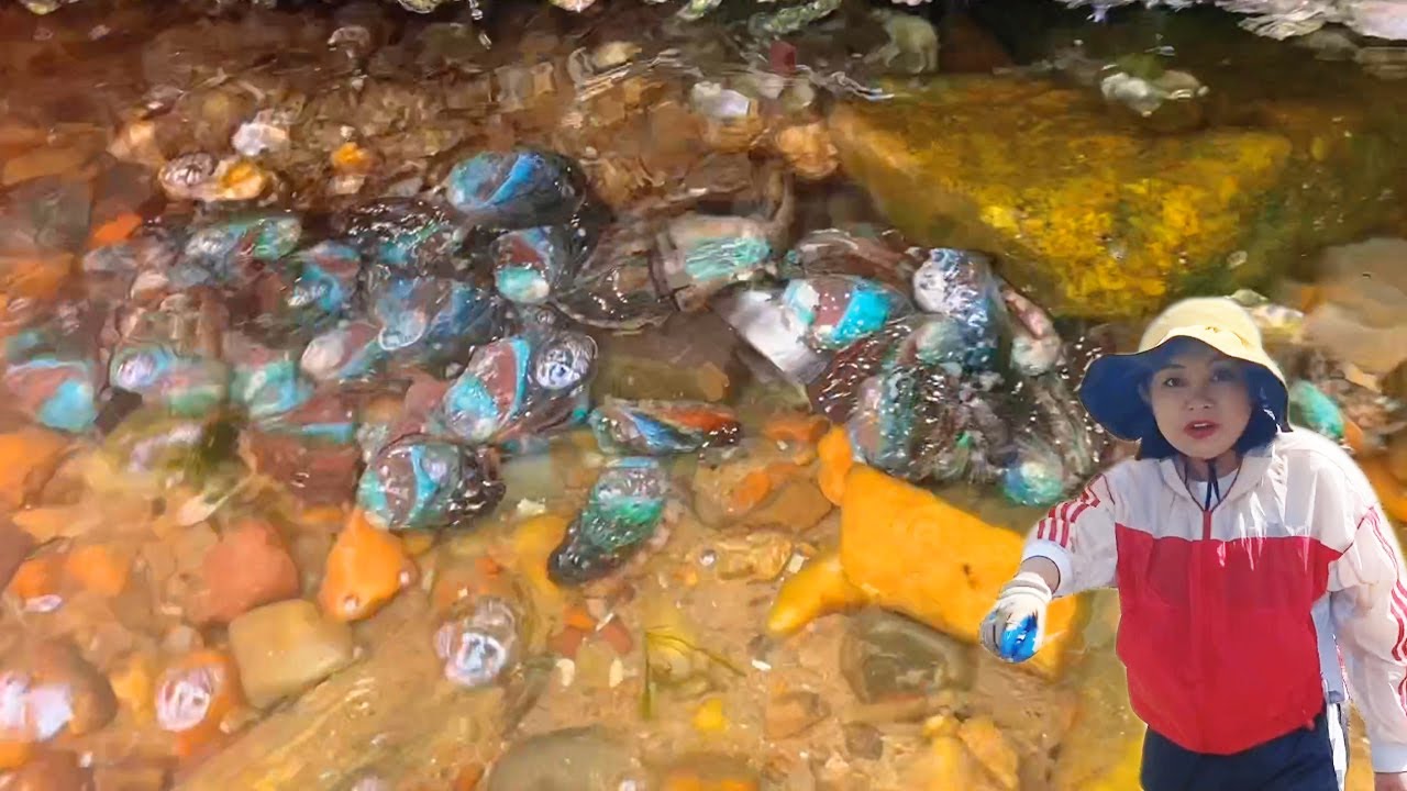 【ENG SUB】小章赶海，鲍鱼堆积成山！沙白遍地卧沙，石头缝里抓到好多大龙虾！