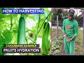 Cucumber Farming: Cucumber Cultivation | How To Grow Cucumber | Planting, Growing, And Harvesting