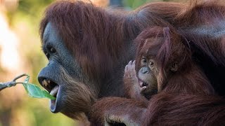 Baby Orangutan Ready To Celebrate First Birthday At The San Diego Zoo
