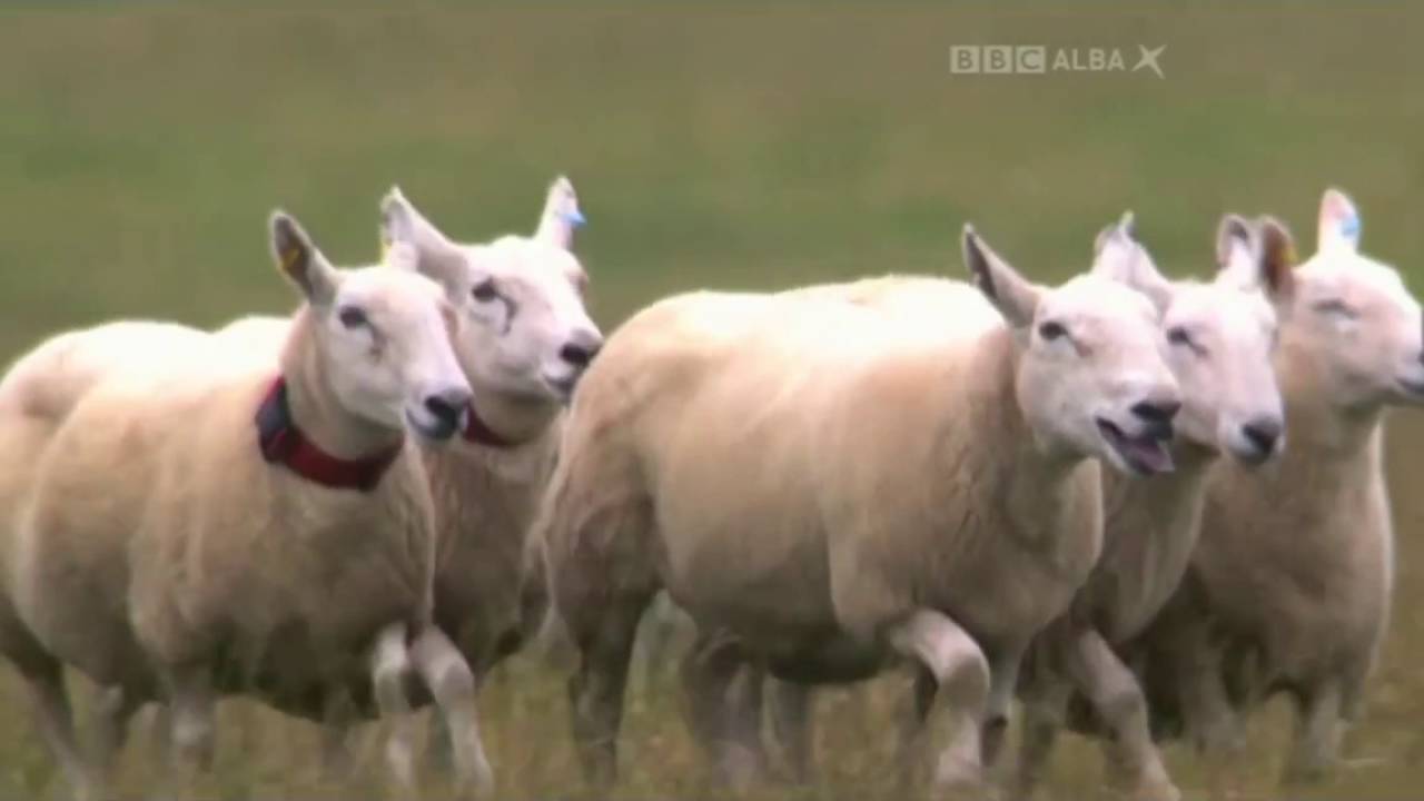 video phone beyonce mp3 Kevin Evans & Greg Day 2 International Sheep Dog Trial 2011