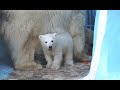 Белым медвежатам-молокососам очень понравилось хрумкать морковку вместе с мамой