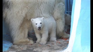 Белым медвежатам-молокососам очень понравилось хрумкать морковку вместе с мамой by Белые и Пушистые 3,381 views 1 year ago 2 minutes, 30 seconds
