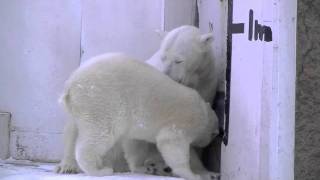 「まだ飲みたいの！」「もうおしまい！」~Polar Bear's mother gets angry