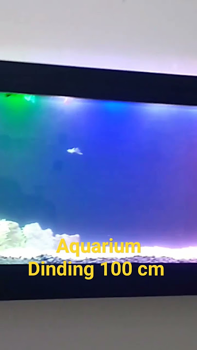 Aquarium Dinding 100 cm#cikarang #aquarium #aquariumfish #aquariumdinding #wallaquarium