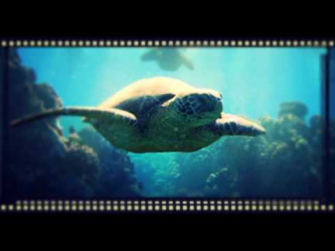 Stephen Walking - Turtle Town( VoiTech Edit)