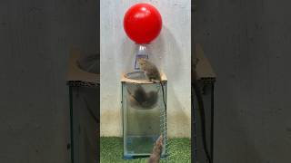 Best Mouse Trap Idea/Good Rat Trap Plastic Ball #Mousetrap #Rattrap #Rat
