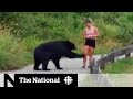 Viral video sparks debate about B.C. bears