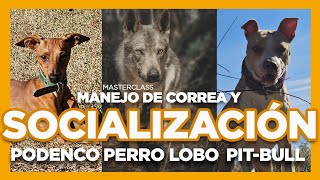 Socializacion entre Perro Lobo, Pitbull y Podenco. Masterclass narrada en manejo de correa
