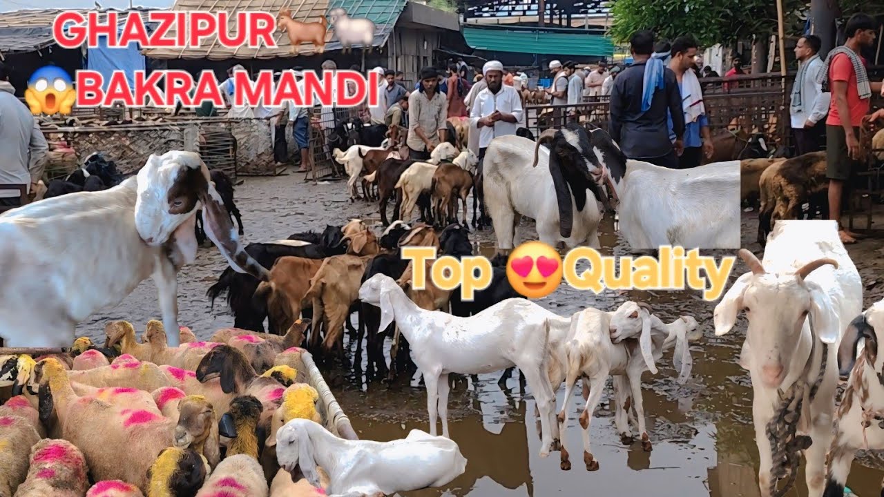 😱 Ghazipur बकरा मंडी 2025 🐐🐑 | Top Quality Ke Saste Bakray, Crowd Deewana! 🔥 #BakraMandi2025