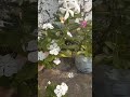 Sadabahaar flowers #like #flowers #pink #white #garden #love #nature #yt #shorts #comment #beautiful