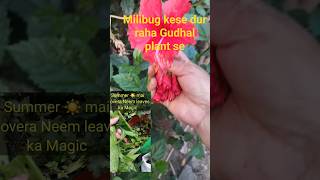 Gudhal plant mai milibug kese bhgay # Gudhal plant mai use Neem ,Alovera liquid water insecticide