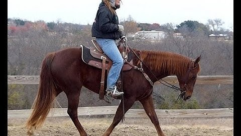 Tamulenas Player   ***For info, price, etc., go to our website*** Valley View Ranch