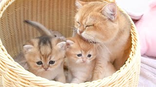 Mother cat always feeds her kittens and guides before allowing them to outside.