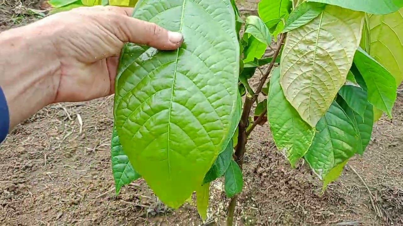 Primeira adubação de cacau parte 2 qual o adubo?