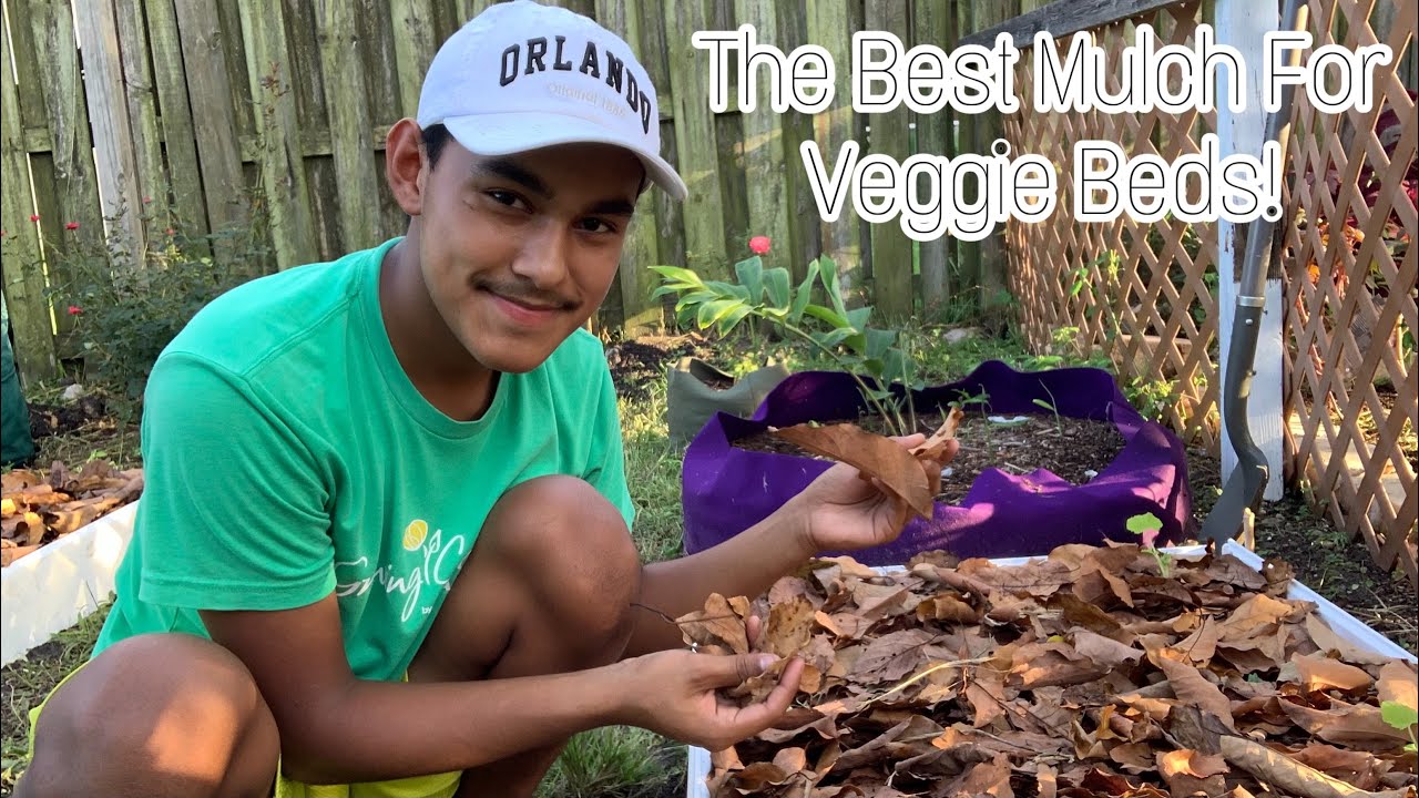 The BEST Mulch For Veggie Beds!🍅🌽🥦🥬S1,Ep.96//Ultimate Gardening YouTube