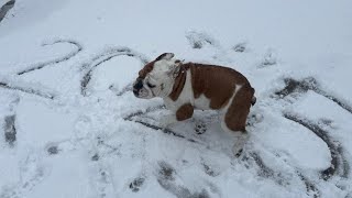 2025 Houston snow: Bulldog puzzled by the cold white stuff