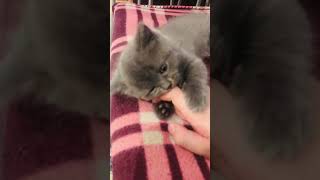 Бублик подрос #shorts #türkiye #shorts #кот #приколысживотными #kedi #pisyanggaming