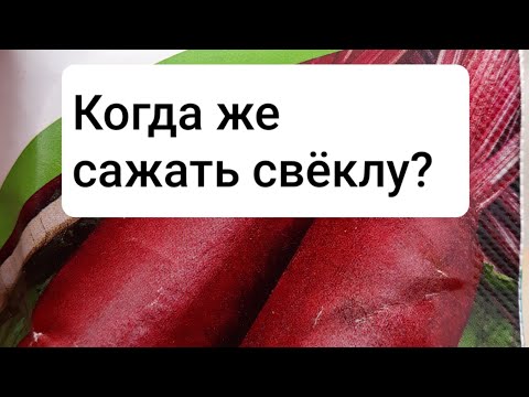 Когда же сажать свёклу?