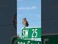 Cape Coral burrowing owl claims its new watchtower! 🦉 #shorts