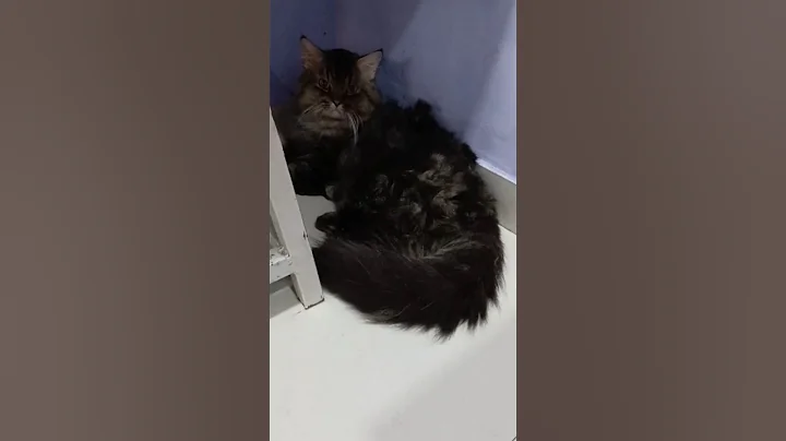 Watch the video about Siberian female golden male 😻😺 #shorts#ytshorts#cat#catcat#catshorts#kitty#kitten#kittens#petsvlog