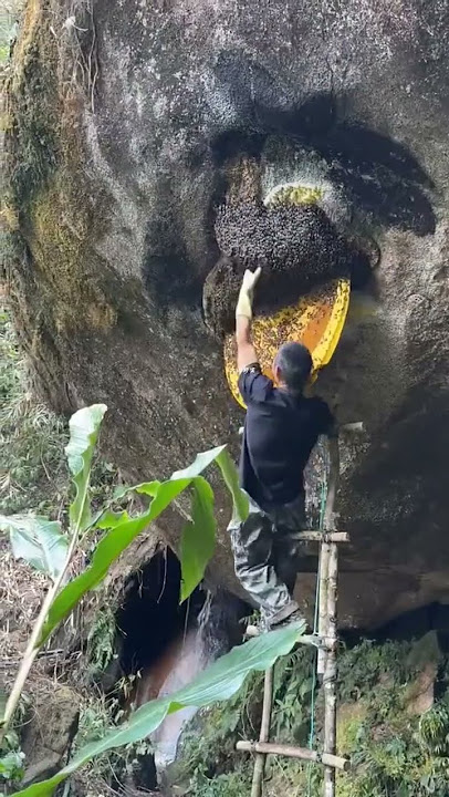 Wild Honey #Mountain Wild Honey #Outdoor Cliff Honey#ab543
