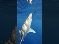 Shark booping leaf shark sharks sharkdiving