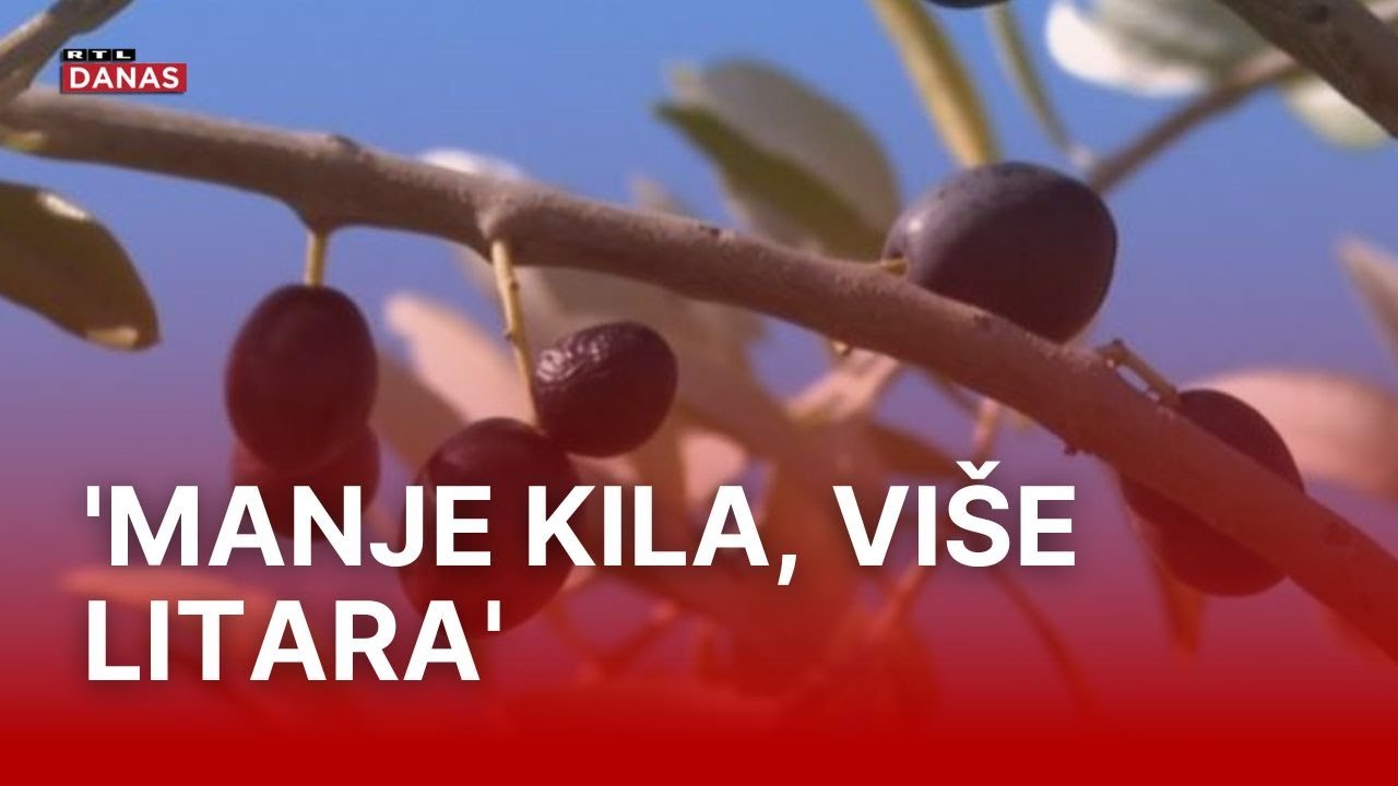 Traje berba maslina u Pakoštanima, ulja će biti dvostruko više nego lani | RTL Danas