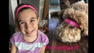 DIY, Great Clips and Petco Saloning: Getting Haircuts: Episode 7