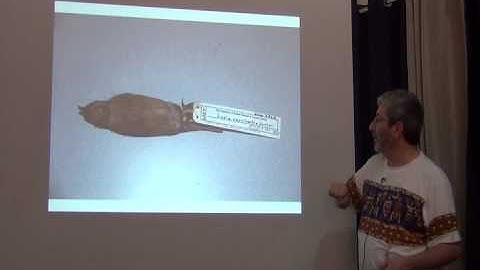 BITC / Data Capture - Workflows - large 3D specimens - 2