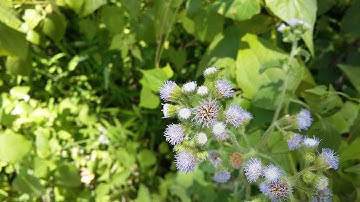 Lava Iris X5 4G Camera Review