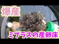 大量に卵を付ける産卵床を紹介‼️ミプラスのはコロタマボールは正直凄いと思います❗リアルロングフィン.安らぎAQUAちゃんねる
