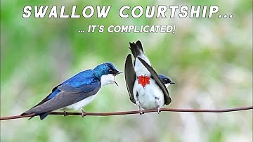 SWALLOW COURTSHIP is Complicated.