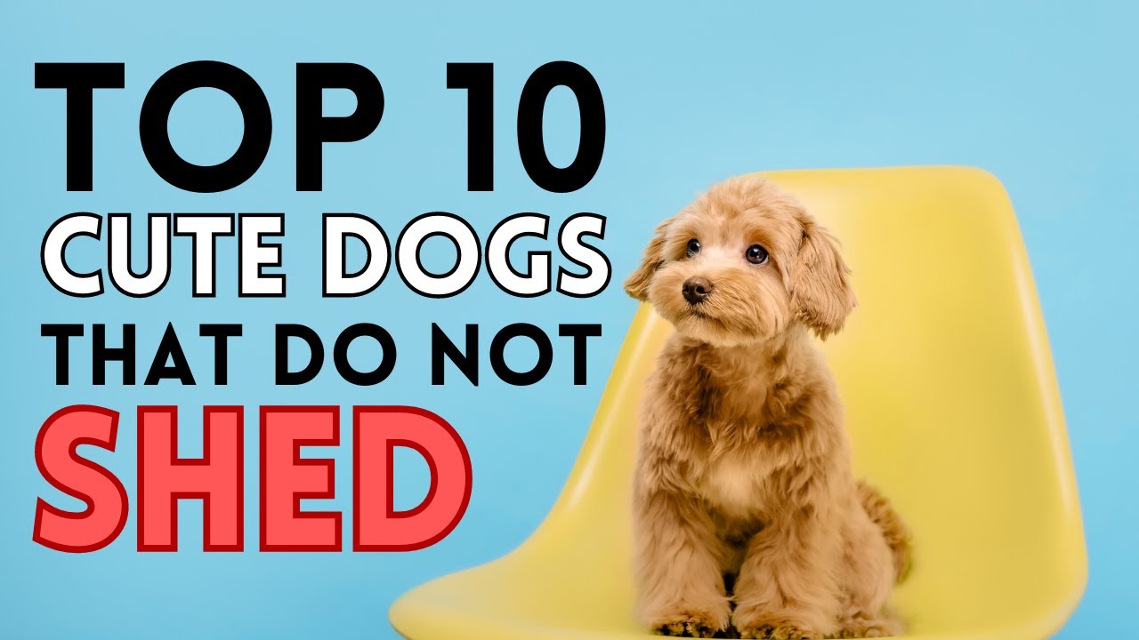 List of Top 10 Cute Dogs That Don't Shed YouTube