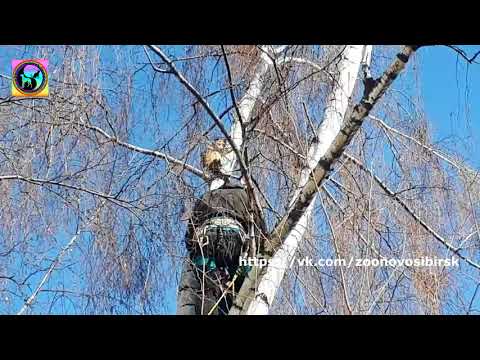 Вопрос: Почему кошка подпрыгивает на месте от страха?