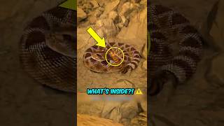 The SHOCKING Truth Inside! 😱