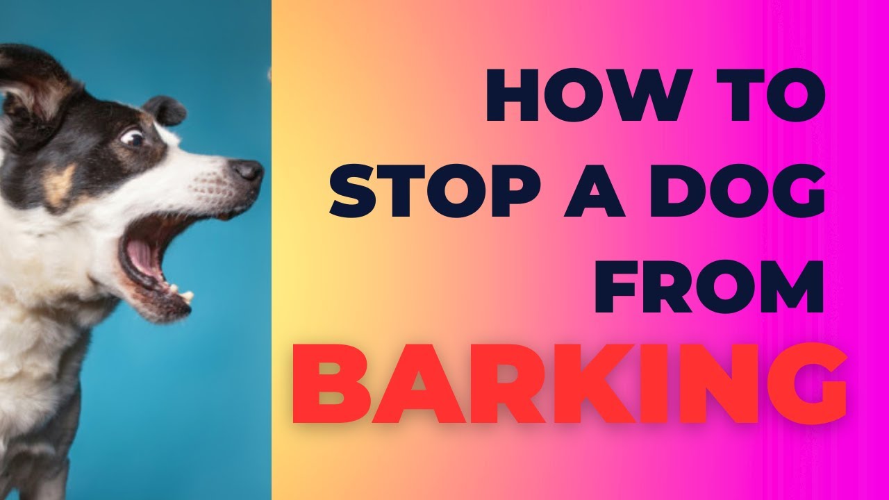 How to stop a dog from barking? YouTube