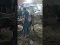 big beast is ready for 2k26 #bakraeid2026 #cow #cattleworld #qurbanvlogs