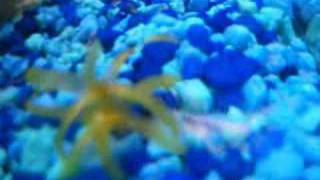 my fish tank update 31st may 2008