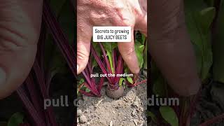 Grow Big Juice Beets! Thin them - give them space to grow #beetroot #gardeningtips #growyourownfood