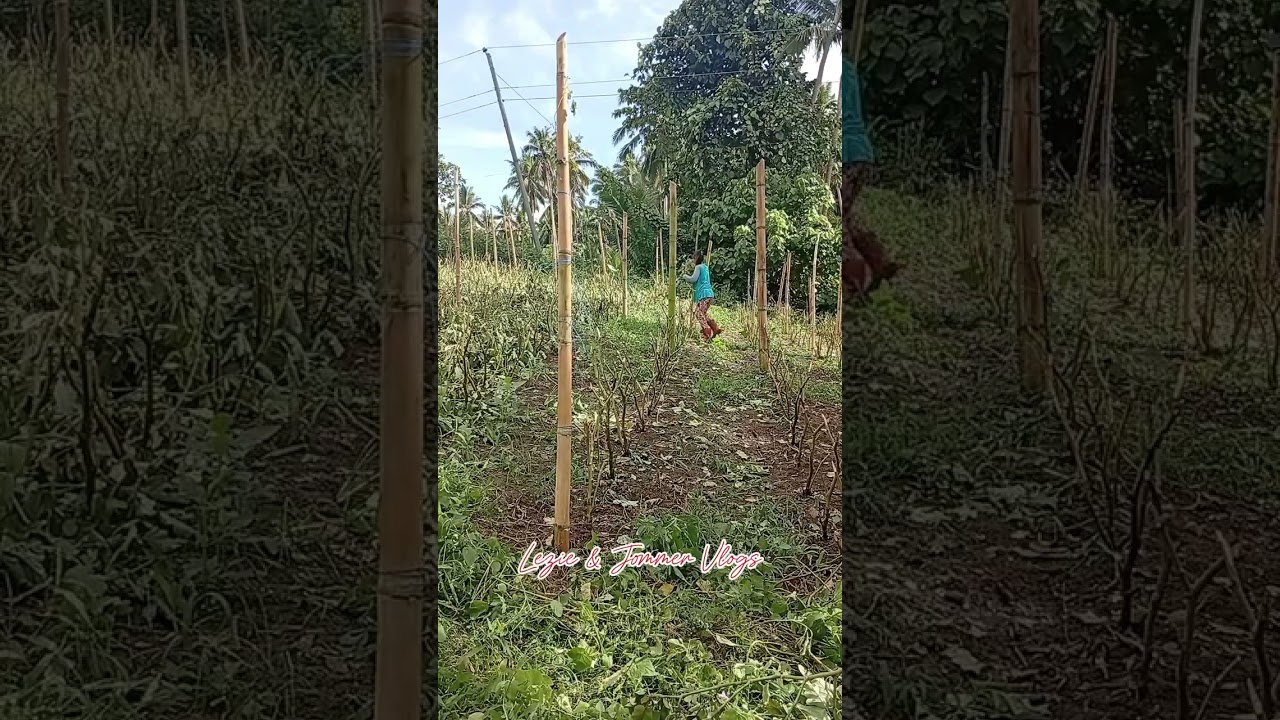 Nanghinge kami ng saging sa kapit bahay at binunot na namin ang aming tanim na eggplant 