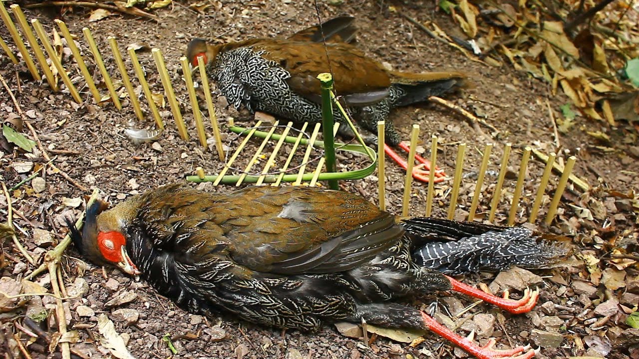 Use bamboo branch make trap to trap Pheasant - YouTube