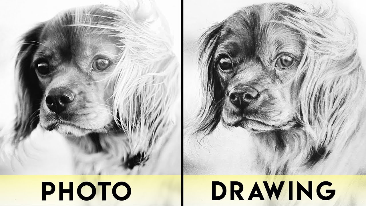 Compelling And Creative Charcoal Drawings To Capture Your Eye - Bored Art | Charcoal  art, Animal art, Dog portraits