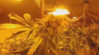 Quick 420 Grow Room Tour 420 Buds Weed