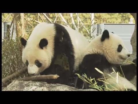 Crowds bid farewell to Japan’s last pandas before return to China amid souring ties (Japan)