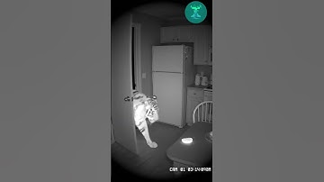 Camera ghi lại: Hổ vào nhà dân lúc nửa đêm để trộm thức ăn! 🐅😱